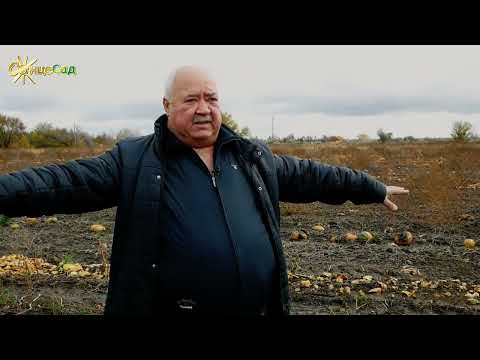 Видео: Вирощування гарбуза: ефективні поради від експерта. Купити насіння гарбуза недорого
