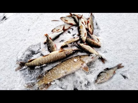 Видео: Ловля косынками. Щука, сорожка, окунь. Или удачная рыбалка в нерыбацкую погоду)))