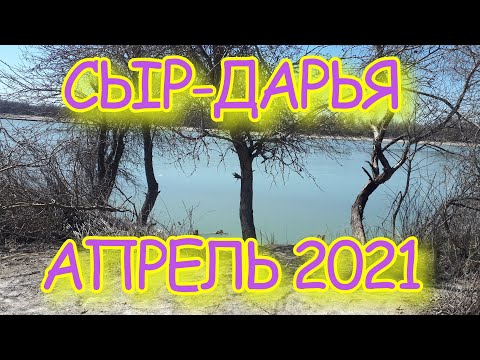 Видео: Бешеный клев ЛЕЩА. Весенняя рыбалка на СЫР-ДАРЬЕ.