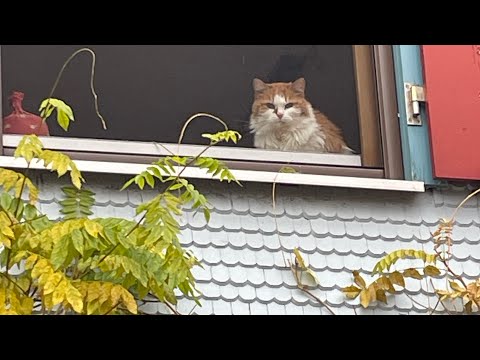 Видео: Моя деревня осенью. Утренняя прогулка за булочками.