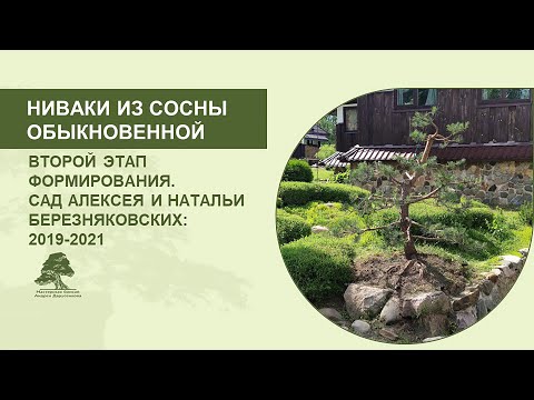 Видео: Ниваки из сосны обыкновенной: второй этап формирования (улучшенный звук)