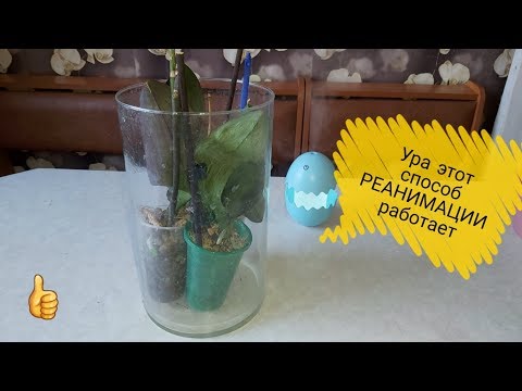 Видео: Ура !Есть результаты по реанимации ОРХИДЕЙ КОКТЕЙЛЕМ , растут новые КОРНИ И ЛИСТЬЯ