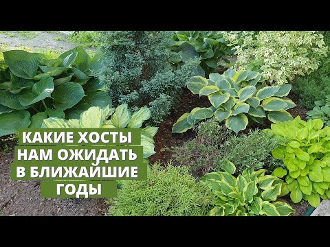 Видео: Тенденции развития селекции хост