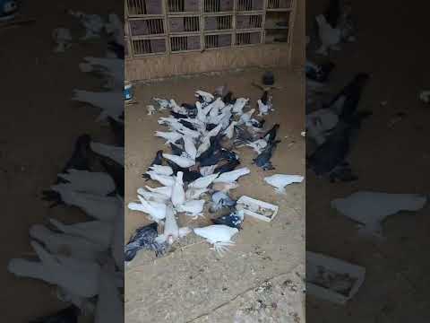 Видео: 23 октября 2025 г.