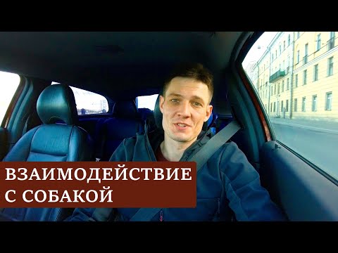Видео: Что является ОСНОВОЙ взаимодействия с собакой | Как общаться с СОБАКОЙ? | Кормить только на улице?