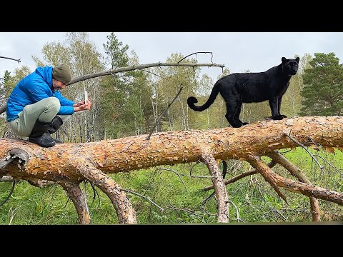 Видео: Наблюдаем за коровами и лазим по стогам с пантерой Луной 🐆🍂