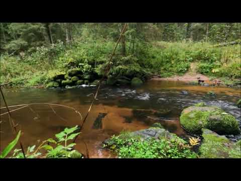 Видео: Красивое пение птиц у ручейка