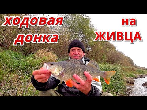 Видео: ХОДОВАЯ ДОНКА на ЖИВЦА. Рыбалка на ОКЕ, октябрь 2020.