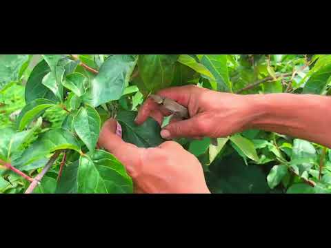 Видео: Раритеты начала лета, июнь 2025