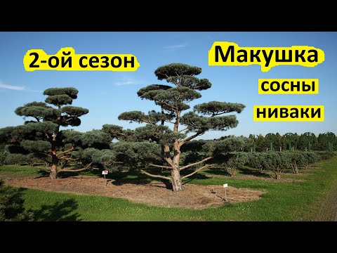 Видео: Как сформировать макушку сосны ниваки во второй сезон.