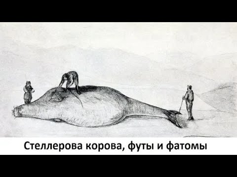 Видео: Стеллерова корова, футы и фатомы
