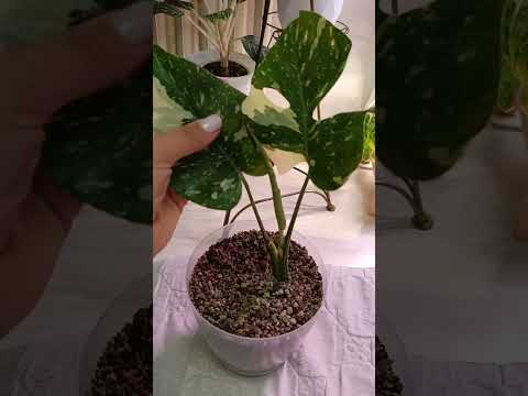 Видео: Монстера Тайское Созвездие идеальный грунт