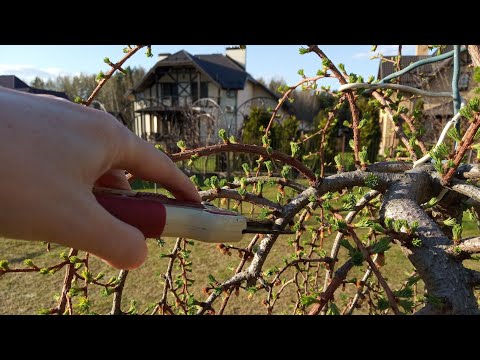 Видео: Как правильно обрезать плакучую лиственницу