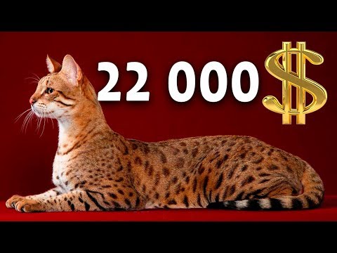 Видео: САМЫЕ ДОРОГИЕ КОШКИ В МИРЕ