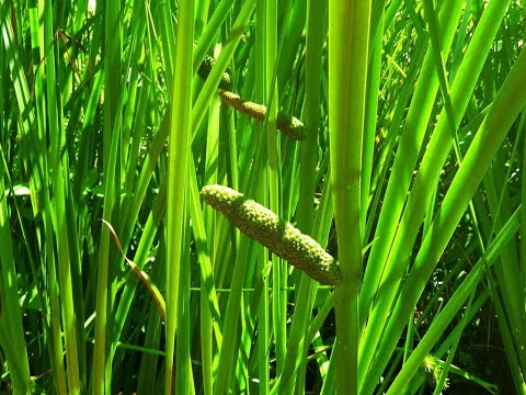 Видео: Аир болотный.