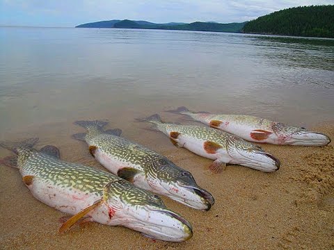 Видео: Зимняя рыбалка на Байкале.