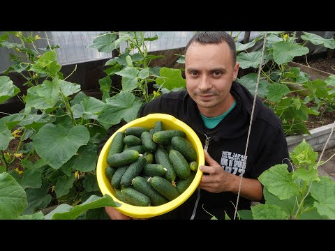 Видео: ВИРОЩУВАННЯ ОГІРКІВ ВІД ЗЕРНЯТКА ДО ЗБОРУ ВРОЖАЮ