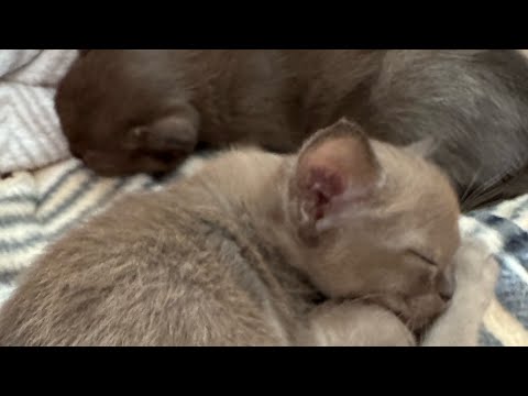 Видео: Все отлично все по плану
