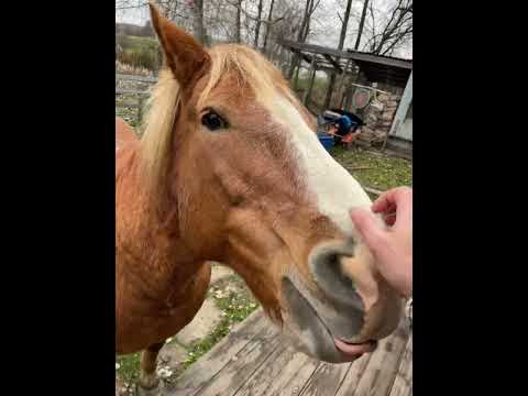 Видео: #фильм 🐴❤️🫏 #романтика #лошадь #осел #котвсапогах #cavalo #burro  #donkey #horse #घोड़ा #cat #amor 