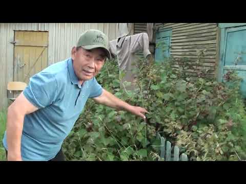 Видео: Летний видос от отца Егора Егоровича