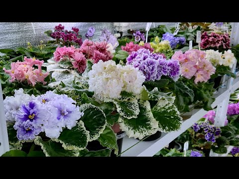 Видео: Сорта сенполий с обильным цветением🌸Часть 2🌸