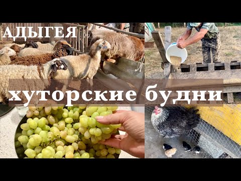 Видео: Сельская жизнь в АДЫГЕЕ/ Уборка в курятнике/ Устроили побег/ Когда то мечтала/31.08.2025/