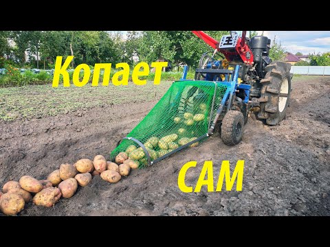 Видео: КОПАЕМ КАРТОФЕЛЬ картофелекопалкой с ХВОСТОМ и УВЕЛИЧЕННЫМ ШКИВОМ. МОТОБЛОК картофель КОПАЕТ САМ