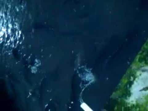 Видео: Клариевый сом