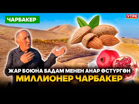 Видео: Жар боюна бадам менен анар өстүргөн миллионер Чарбакер // ЧАРБАКЕР берүүсү