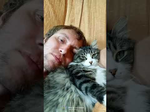 Видео: история одного кота 😺 #кот #cat #pawan