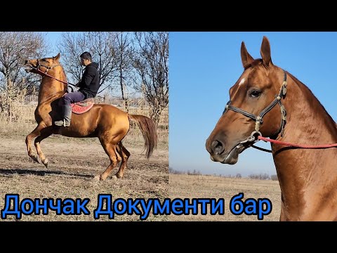 Видео: Документальный дончак тел:+996 770 249 387