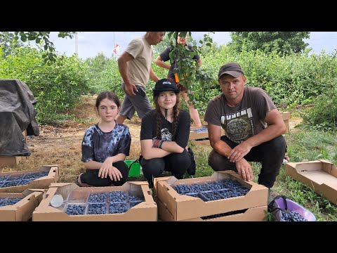 Видео: Іду з доньками на заробітки, собираєм лохину. Скільки ж можна заробити цього року?