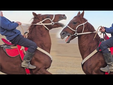 Видео: Шамал Ат Кожекеде✊️
