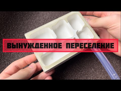 Видео: Вынужденное переселение Lasius Niger