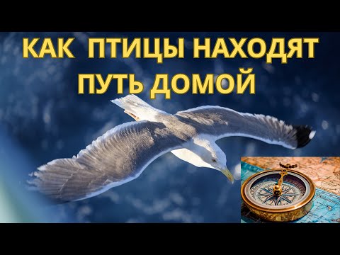 Видео: Как птицы находят путь домой. Миграция птиц.