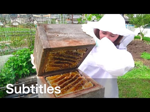 Видео: Сбор традиционного японского меда. Apis cerana japonica (с субтитрами)