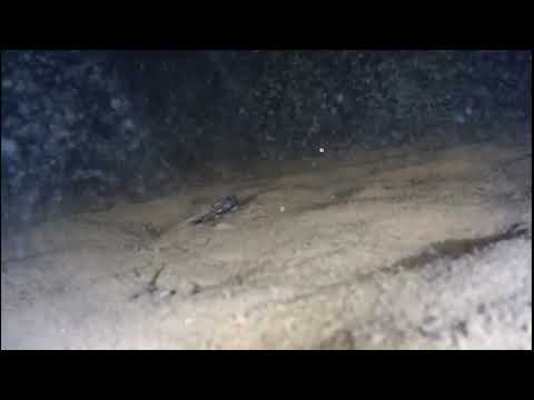 Видео: Ладожское озеро, съемка глубина 24 метра, июль 2020.Lake Ladoga, shooting depth 24 meters, July 2020