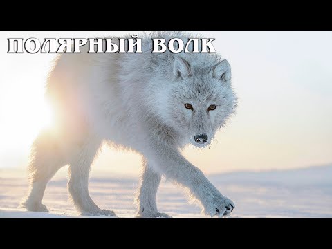 Видео: Полярный волк: Самый крупный подвид волка | Интересные факты про волков