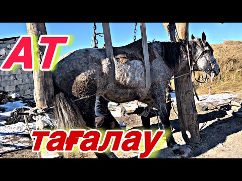 Видео: Ат тағалау әдісі, пластик таға…