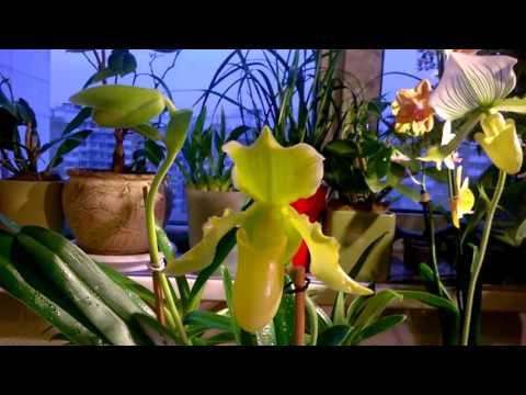 Видео: Пафиопедилум _ Всё  об уходе _ Секреты цветения _