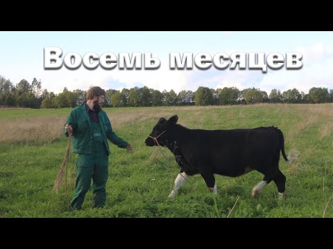 Видео: Телке 8 месяцев. Прет, как на дрожжах.