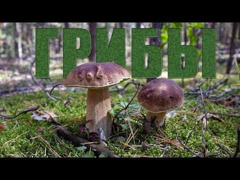 Видео: Охота за белыми грибами| Настоящая тайга в Самарской области