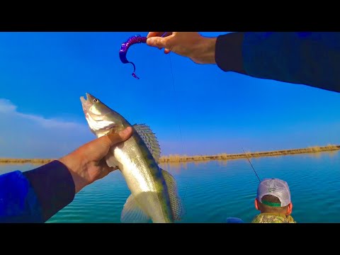 Видео: НАШЛИ ЛОГОВО ХИЩНИКА,РЫБАЛКА В ОГРОМНОМ ДИКОМ ОЗЕРЕ,ТРОФЕИ СХОДИЛИ С КРЮЧКА ПЕРЕД ГЛАЗАМИ.