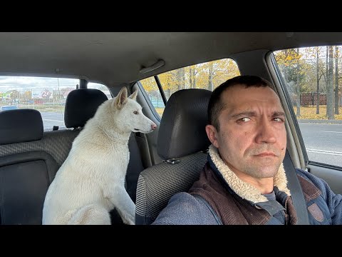 Видео: Испытания по вольному кабану.