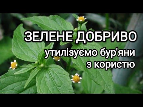 Видео: Зелене добриво або бродилка. Секрети приготування. Утилізуємо бур'яни з користю #біодобриво