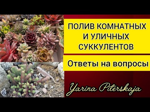 Видео: Полив комнатных и уличных суккулентов.  Ответы на вопросы.