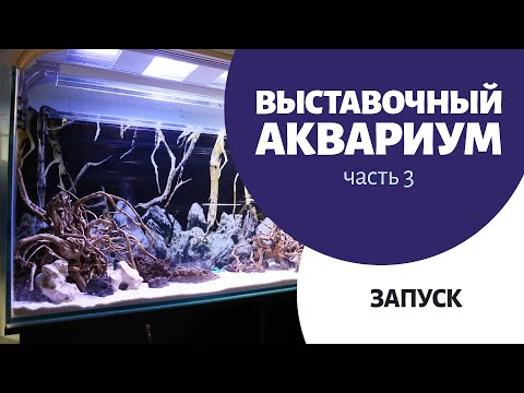 Видео: Выставочный аквариум 3. Запуск аквариума | Как запустить аквариум с внешним фильтром