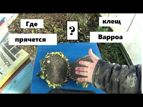 Видео: Где прячется клещ Варроа ?