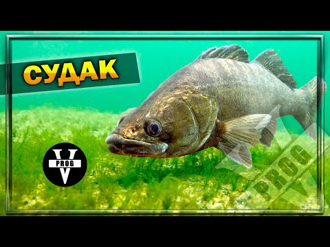 Видео: СУДАК. Древнейшая рыба-монстр! Хищник 5 млн лет без эволюции