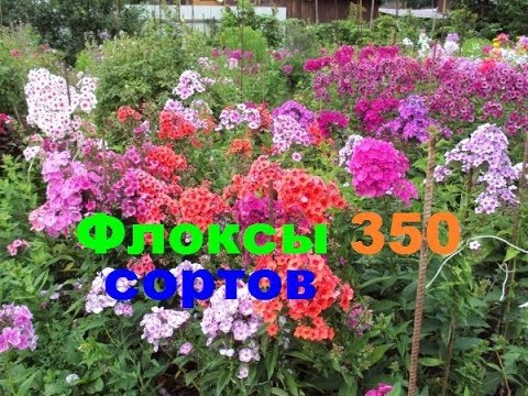 Видео: Флоксы 350 сортов